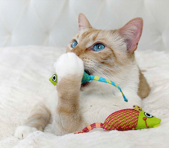 image of a cat playing with plush toys