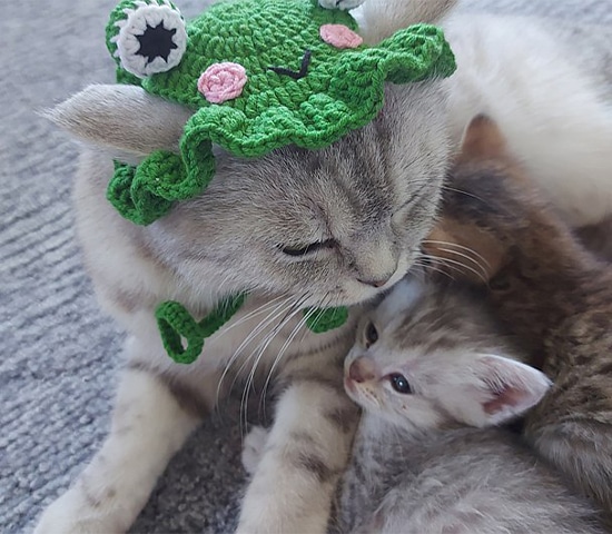 cat accessorices (3)