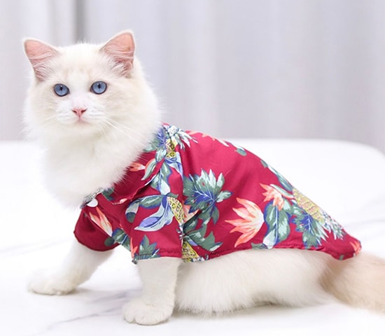 cat cloth (4)