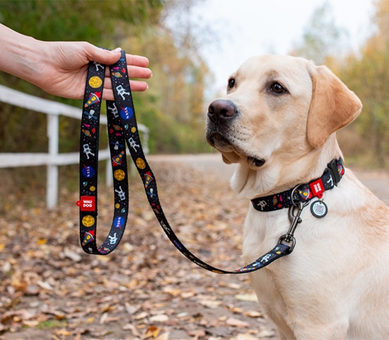 dog accessorices (4)