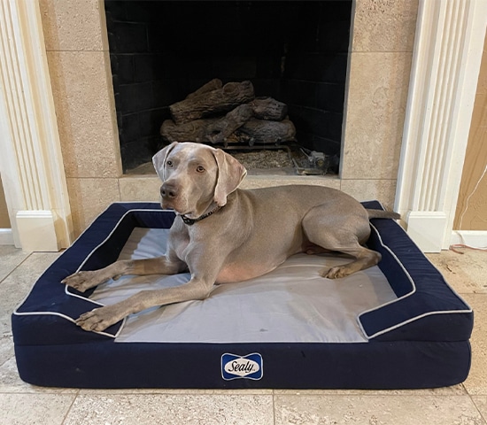 dog bed (1)