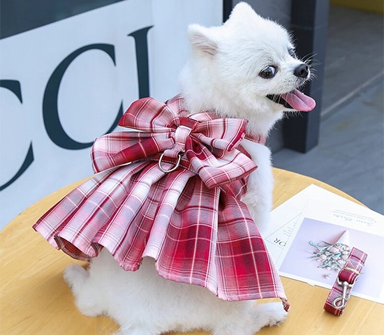 Image of an adorable dog wearing clothes